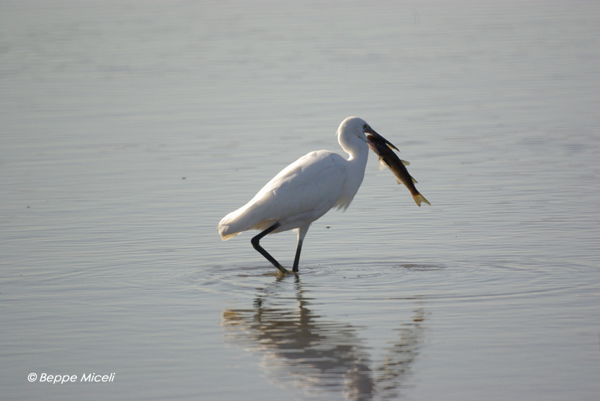 Egretta garzetta - Garzette in caccia